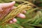 Rice spike grains in hands