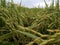 Rice that is starting to turn yellow is ready to be harvested