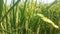 The rice that is starting to turn yellow, will soon be ready to be harvested, surrounded by green leaves.