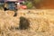 Rice straw bales on rice field and farmer working,natural design