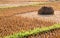 Rice straw field on harvested agricultural field