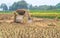 Rice straw hay in paddy field after harvest in rainy overcast weather.