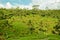 Rice terrace in Bali island (Green fields)