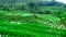 Rice Terrace field, in Tasikmalaya, West Java, Indonesia.