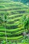 Rice Terrace field, Ubud, Bali, Indonesia.