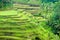 Rice Terrace field, Ubud, Bali, Indonesia.