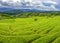 Rice Terrace at Pa Pong Piang, Chiang Mai, Thailand