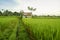 Rice Terrace Worker Huts on a Field in Bali