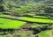 Rice terraced fields