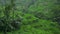 Rice terraced fields while rain. Tropical rain falling green rice plantation in Guangxi, China. Agricultural industry