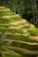 Rice Terraces