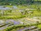 Rice terraces in Bali