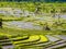 Rice terraces in Bali