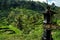 Rice Terraces in Bali, Indonesia with Small Shrine