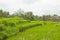 Rice terraces, Campuhan ridge walk, Bali, Indonesia, track on the hill with grass, large trees, jungle and rice fields
