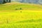 Rice terraces MuCangChai - crop