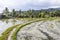 Rice terraces, Munduk