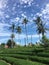 Rice terraces, palm trees, amaizing blue cloudy sky