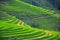 RICE TERRACES IN SAPA, VIETNAM