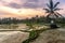 Rice terraces in Tegallalang, Ubud, Bali, Indonesia Crop, Farm,