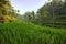 Rice terraces in Tegallalang, Ubud, Bali, Indonesia Crop, Farm,