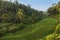 Rice terraces in Tegallalang, Ubud, Bali, Indonesia Crop, Farm,