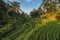 Rice terraces in Tegallalang, Ubud, Bali, Indonesia Crop, Farm,