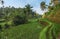 Rice terraces in Tegallalang, Ubud, Bali, Indonesia Crop, Farm,