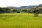 Rice terracs in the plateau.