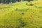 Rice terracs in the plateau.