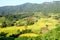 Rice terracs in the plateau.