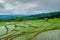 Rice terrance green season Chiangmai Thailand