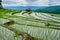 Rice terrance In green season Thailand