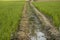 Rice tillers at nursery stage in field filled with water