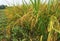 Rice in tje plant, pady field in Bangladesh