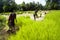 Rice transplanting in Siem Reap, Cambodia
