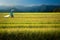 Rice worker walks through field