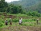 Rice workers