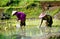 Rice-workers in Indonesia