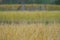 Rice yellow in farm ready for harvest. nature background