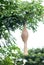 Ricebird nest hanging on tree