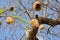 Ricebird nests on the trees.