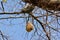 Ricebird nests on the trees.