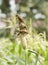 Ricebird perched on sorghum plant