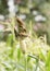 Ricebird perched on sorghum plant