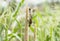 Ricebird perched on sorghum plant