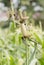 Ricebird perched on sorghum plant