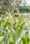 Ricebird perched on sorghum plant