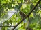 Ricebird Resting on a Branch