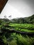 Ricefield beautifull green in indonesia country